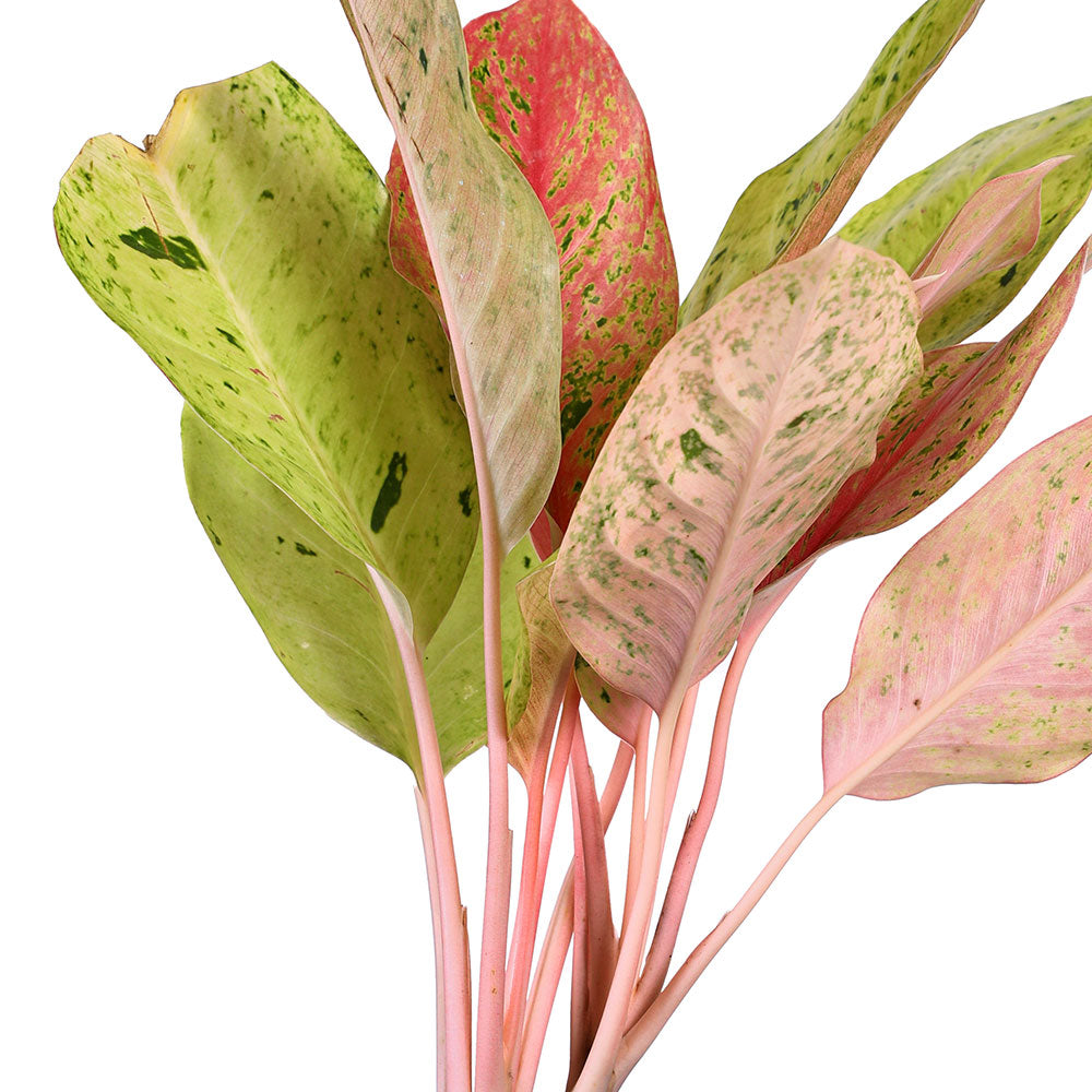 AGLAONEMA SIAM DIAMOND