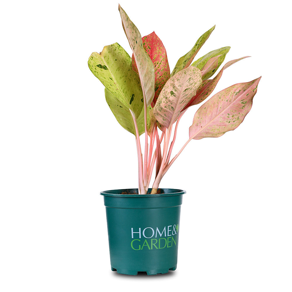 AGLAONEMA SIAM DIAMOND