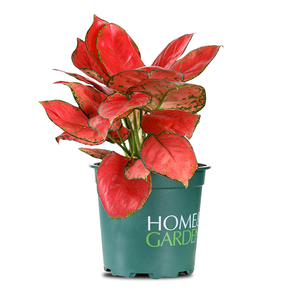 AGLAONEMA SUPER PINK