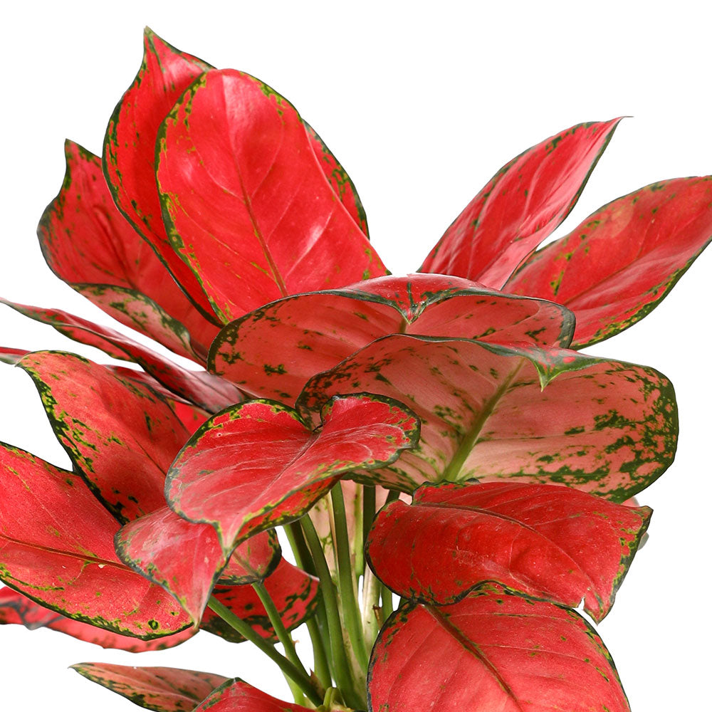 AGLAONEMA SUPER PINK