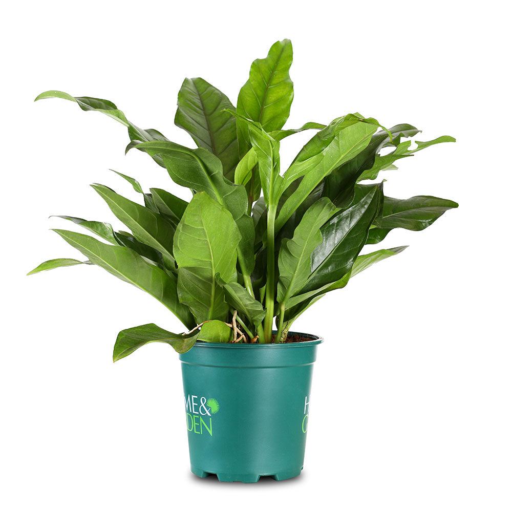 anthurium salvinii for sale ANTHURIUM SALVINI | Buy Plants in Kuwait