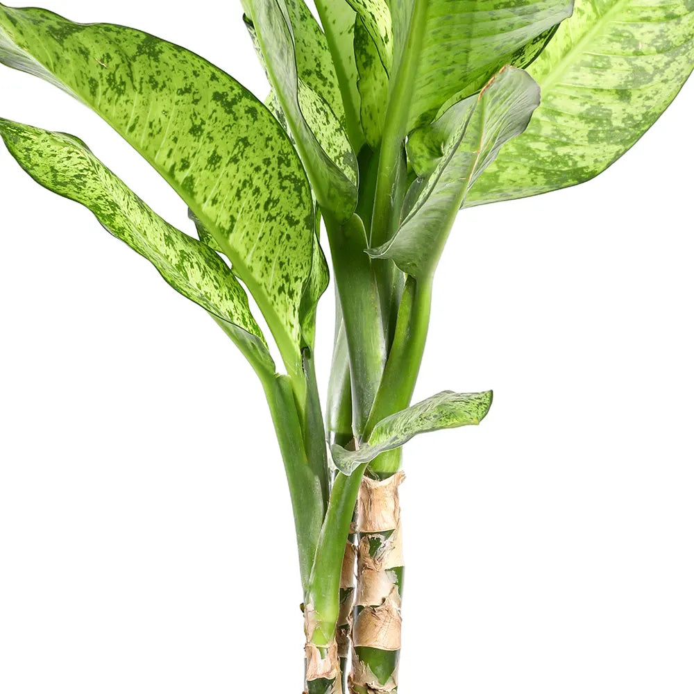DIEFFENBACHIA SP. MORERADOKLOK