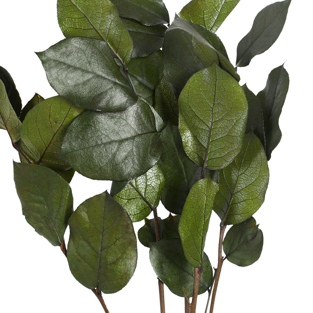 PRESERVED SALAL BRANCH - فرع صلال محنط