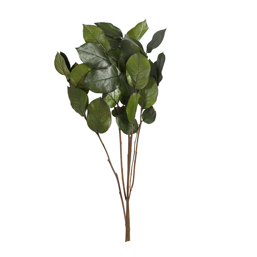 PRESERVED SALAL BRANCH - فرع صلال محنط