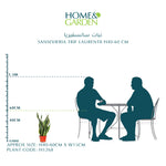 SANSEVIERIA TRIF LAURENTII H40-60 CM - نبات سانسفيريا