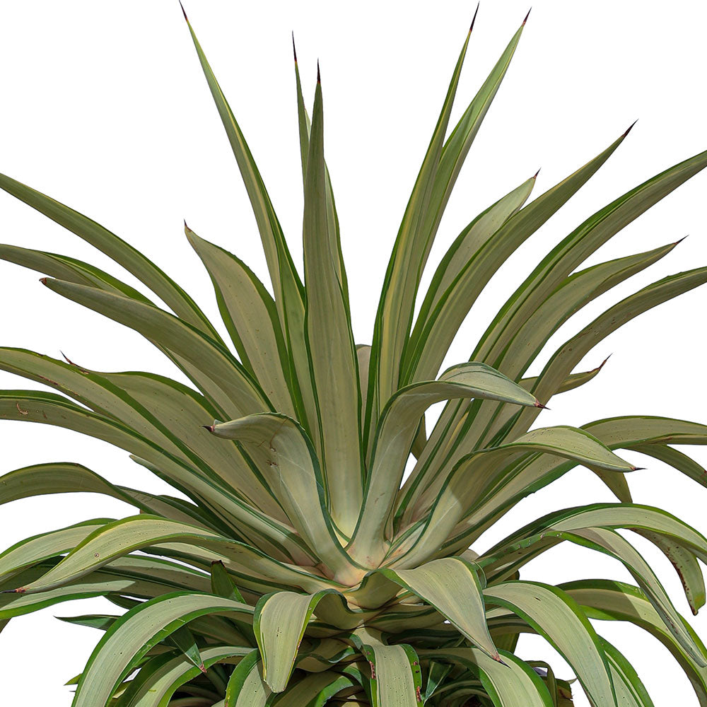 AGAVE DESMETTIANA VARIEGATED  اجاف ديسمتيانا مبرقشة