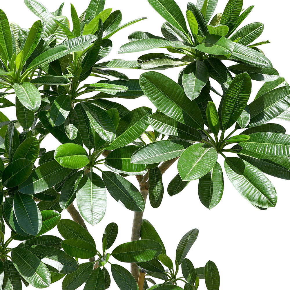 PLUMERIA SINGPORIENSIS