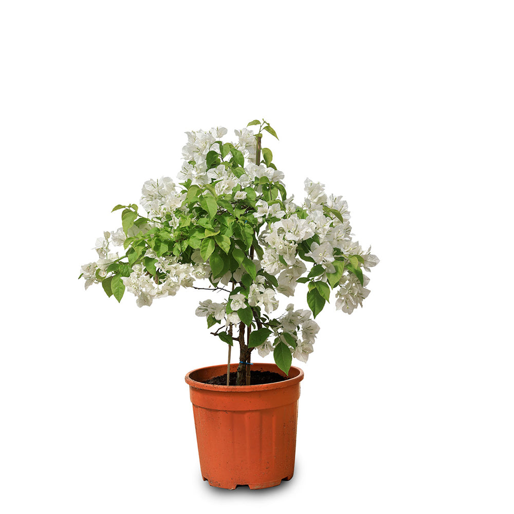 BOUGAINVILLEA BIANCO  جهنمية (مجنونة)