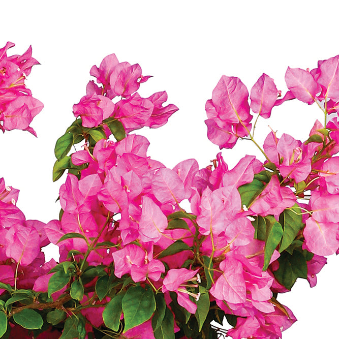 BOUGAINVILLEA ROSA 1M  جهنمية (مجنونة) روزا