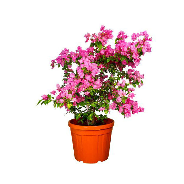 BOUGAINVILLEA ROSA 1M  جهنمية (مجنونة) روزا