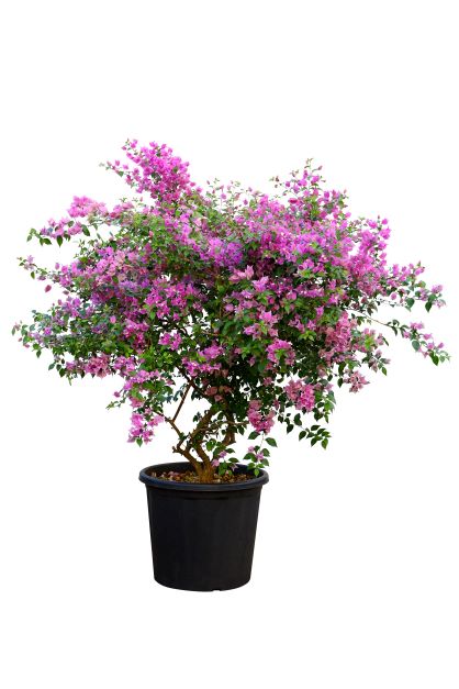 BOUGAINVILLEA COMO TREE جهنمية كومو (مجنونة)