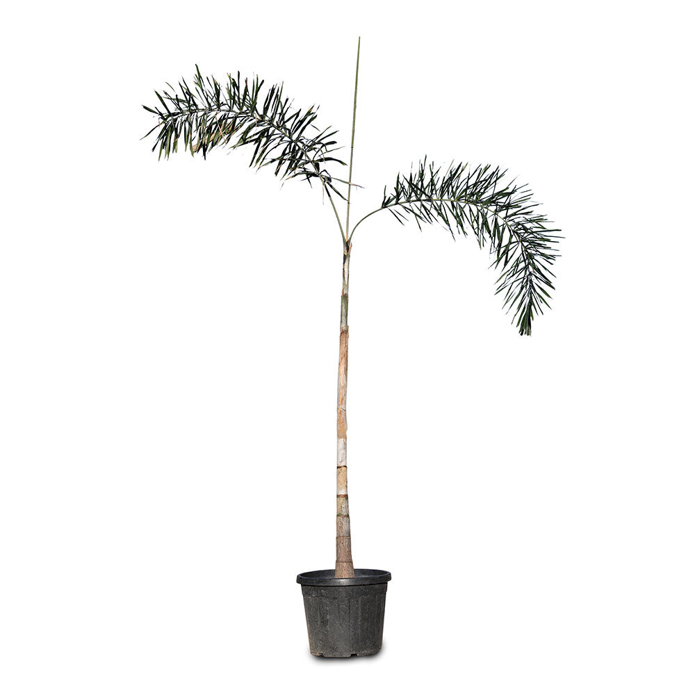 WODYETIA (FOXTAIL PALM) 2-2.5 MTR وديتيا بيفوركاتا
