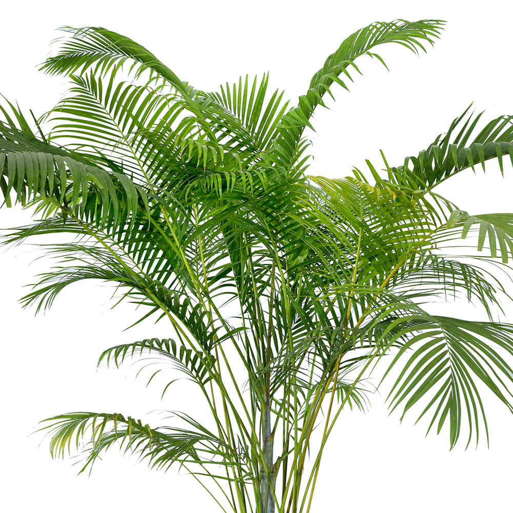 DYPSIS LUTESCENS - أريكا