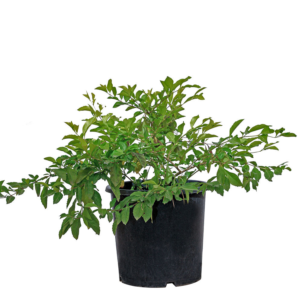 DURANTA 20CM