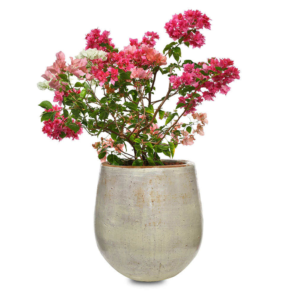 BOUGAINVILLEA ROMA IN ANTIQUE WHITE CERAMIC POT