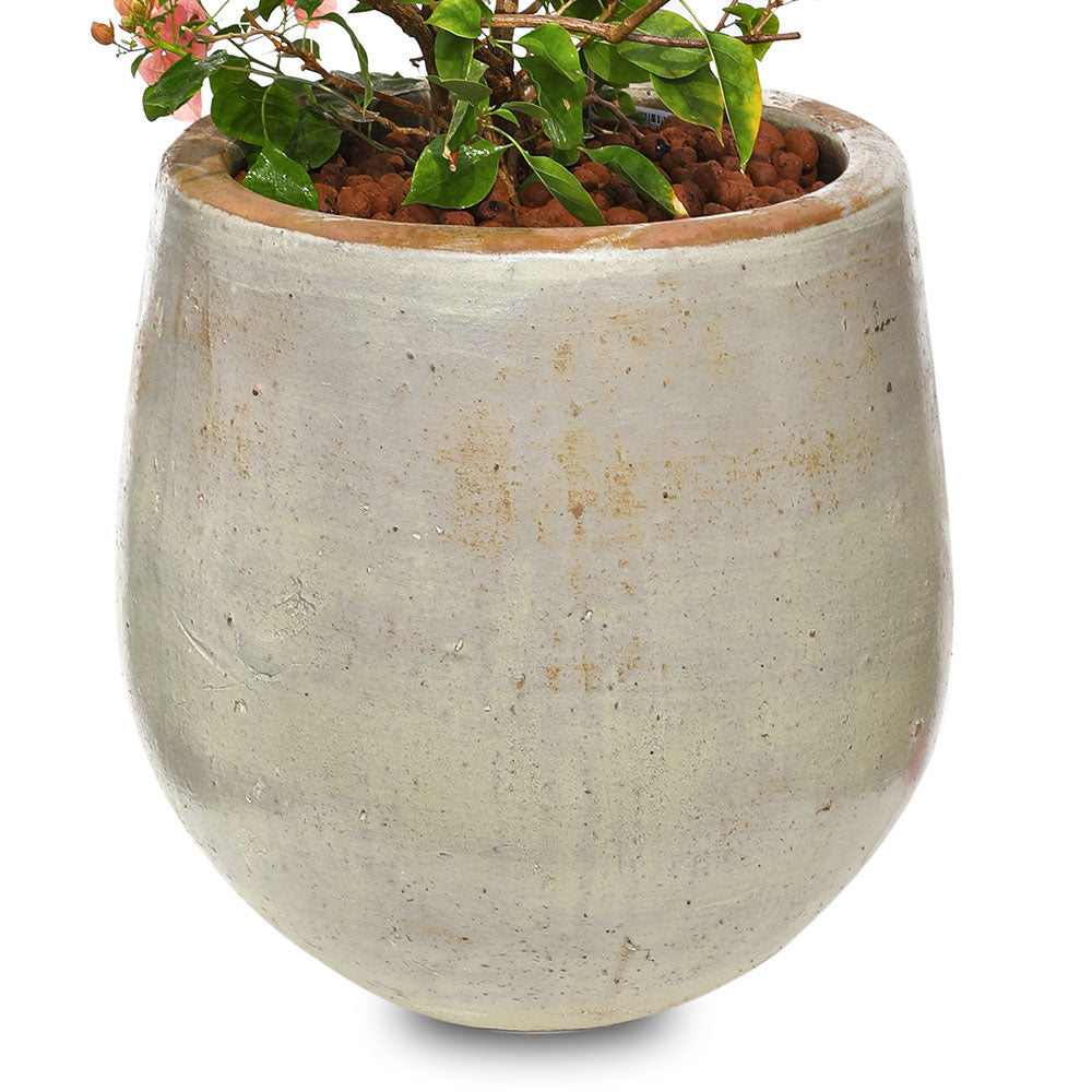 BOUGAINVILLEA ROMA IN ANTIQUE WHITE CERAMIC POT