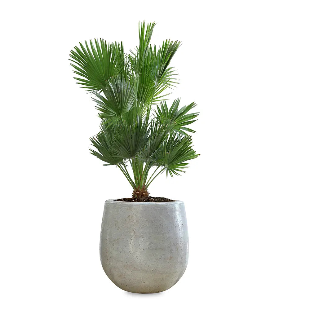 CHAMAEROPS HUMILIS IN GENDT ANTIQUE WHITE CERAMIC POT