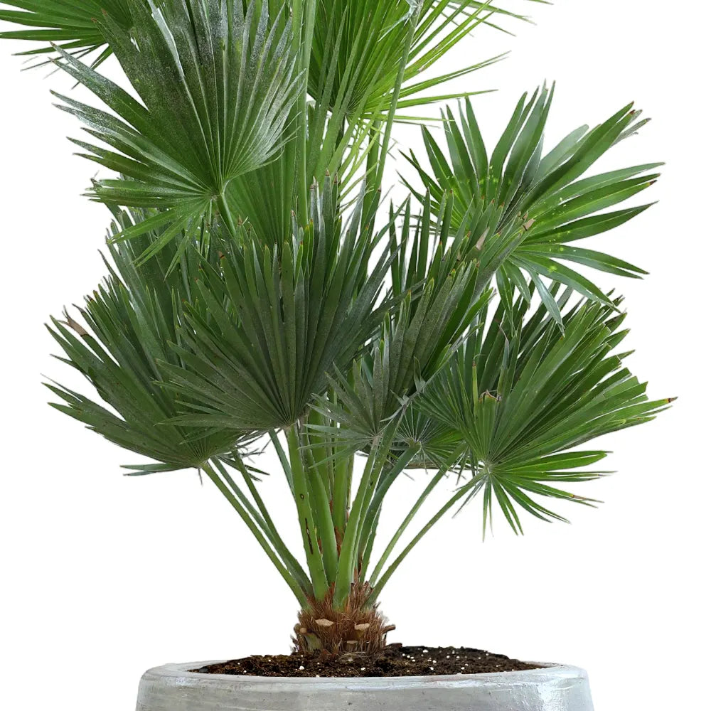 CHAMAEROPS HUMILIS IN GENDT ANTIQUE WHITE CERAMIC POT