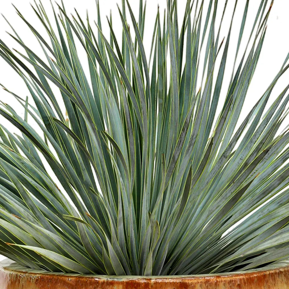 YUCCA ROSTRATA IN BEIGE CERAMIC POT