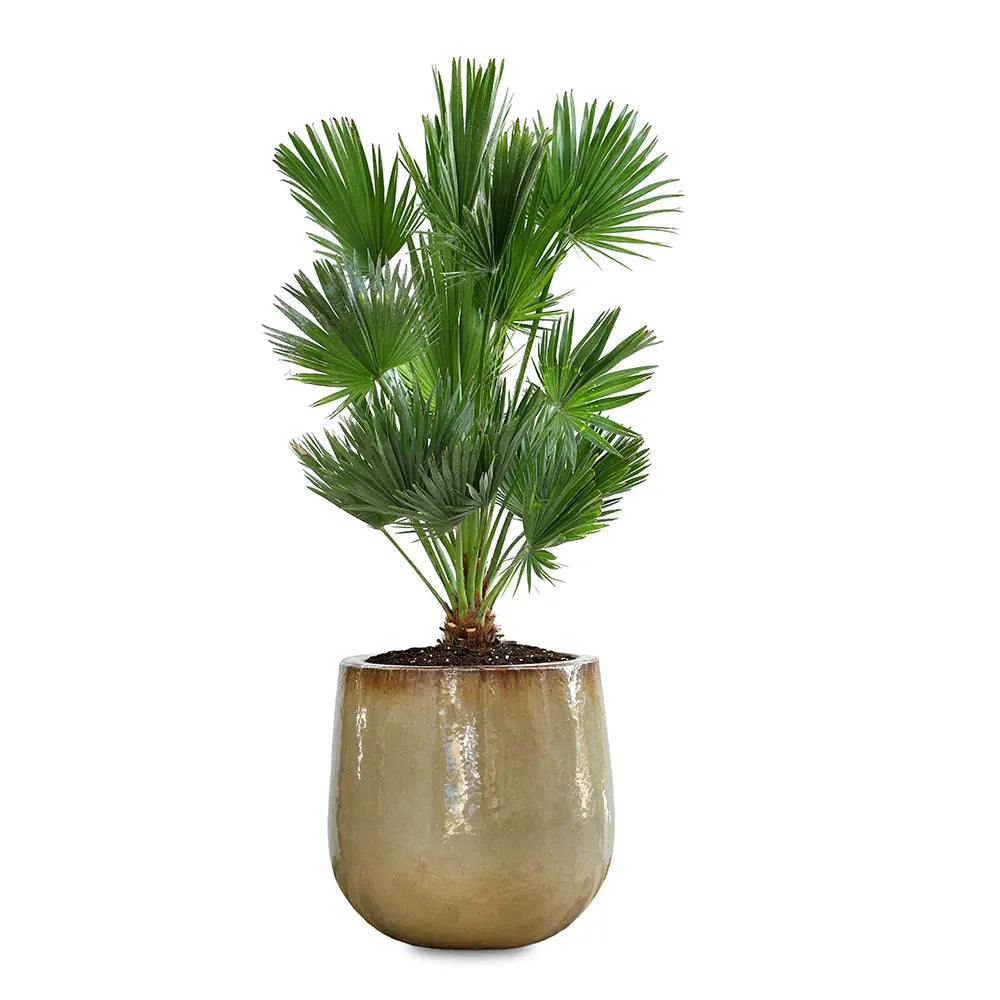 CHAMAEROPS HUMILIS IN GENDT CREAMY CERAMIC POT