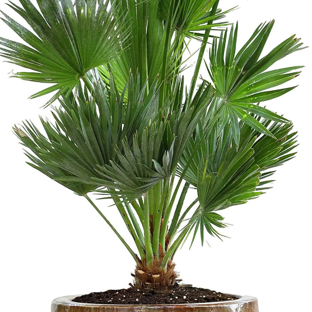 CHAMAEROPS HUMILIS IN GENDT CREAMY CERAMIC POT