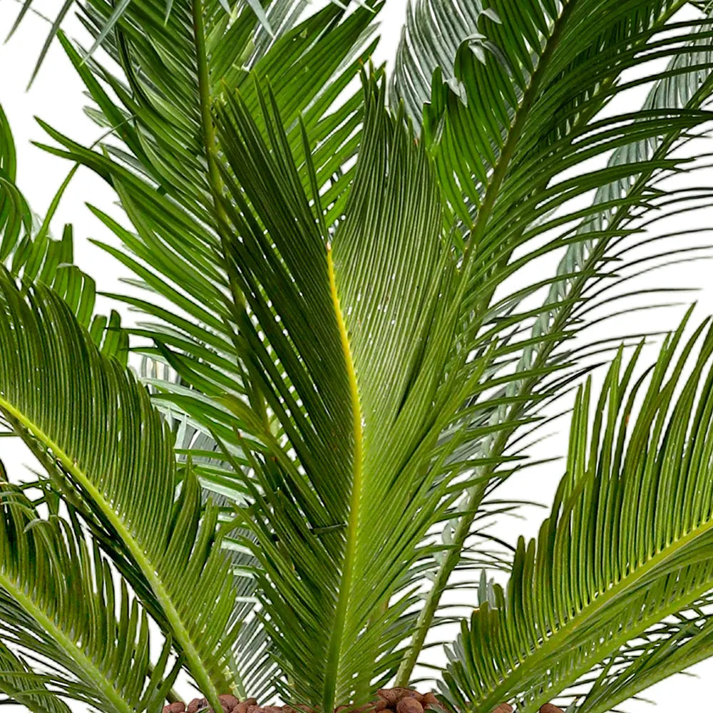 CYCAS REVOLUTA IN BEIGE CERAMIC POT