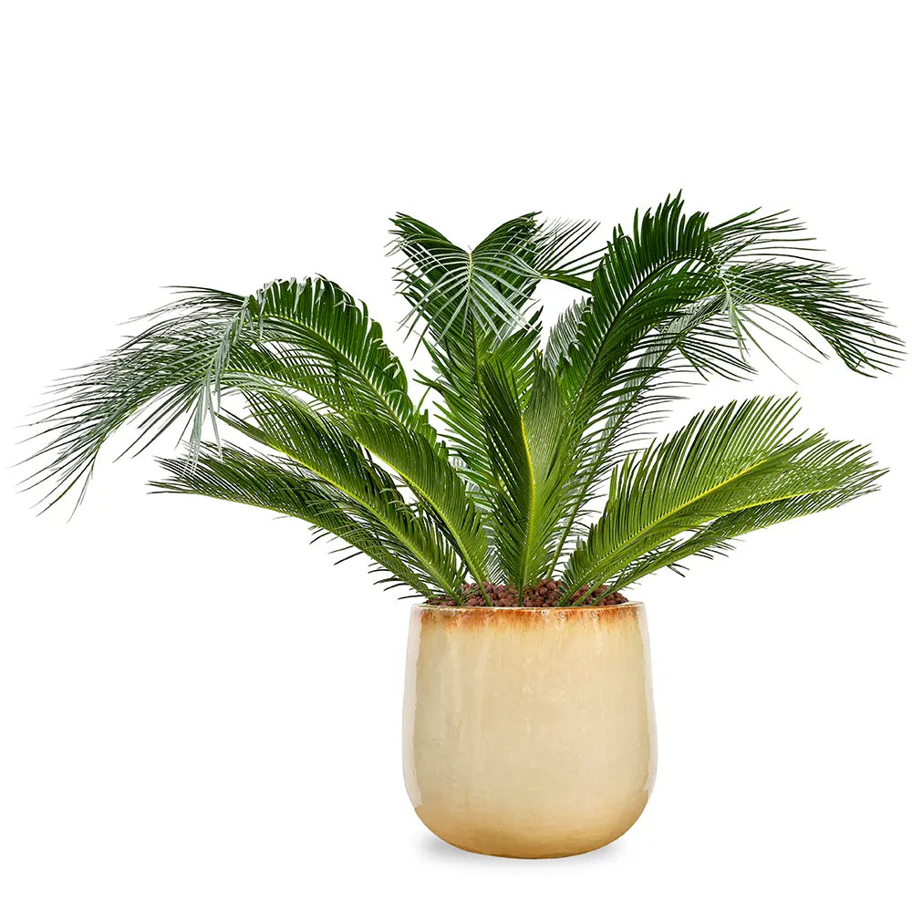 CYCAS REVOLUTA IN BEIGE CERAMIC POT