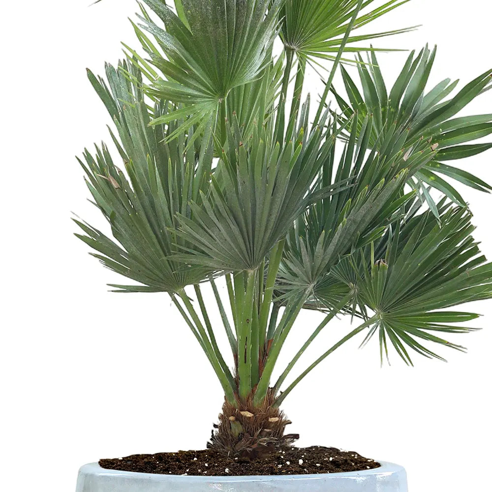 CHAMAEROPS HUMILIS IN GENDT WHITE CERAMIC POT