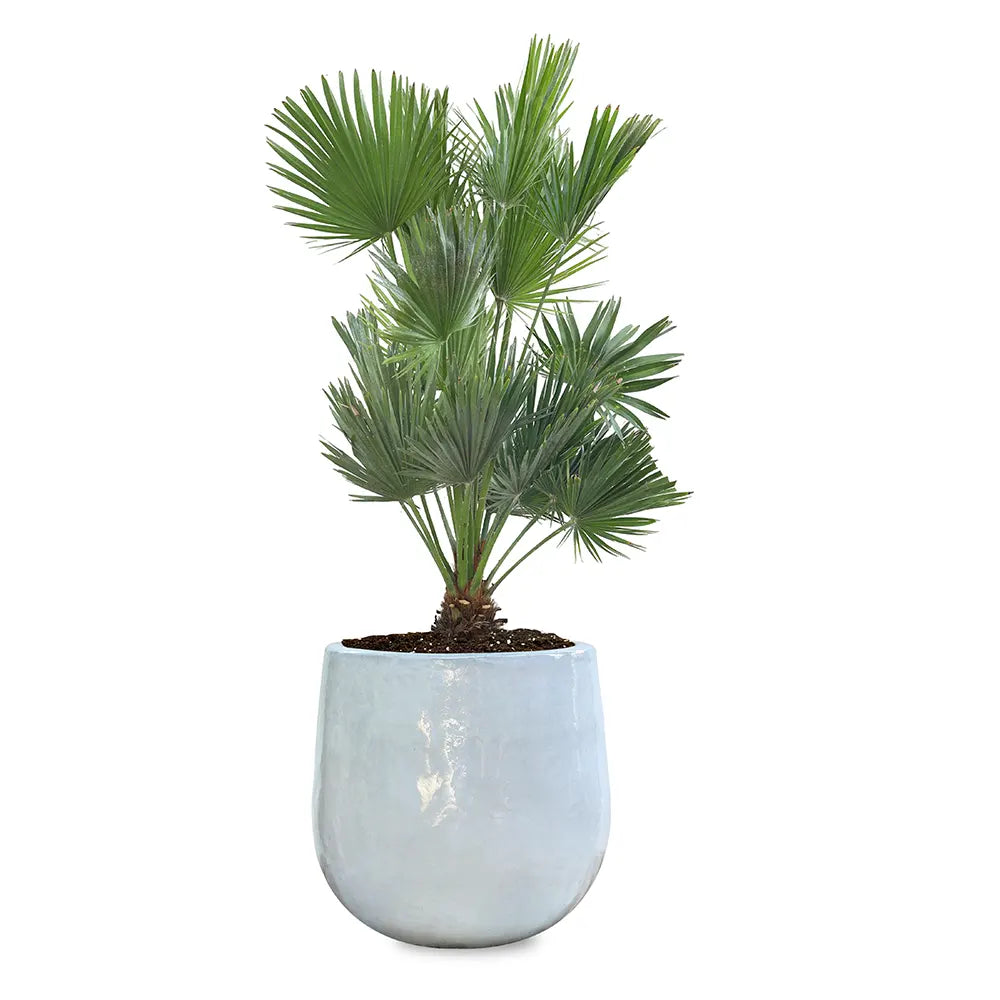 CHAMAEROPS HUMILIS IN GENDT WHITE CERAMIC POT