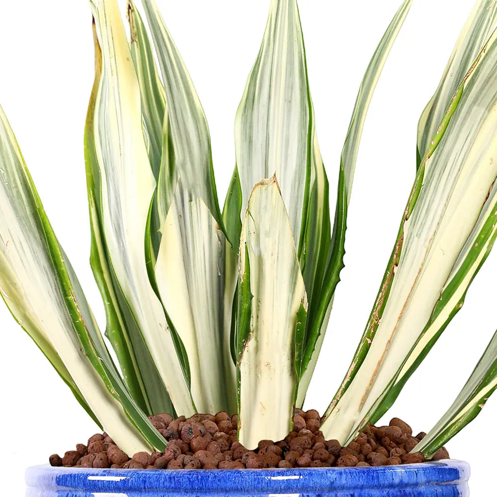 FURCRAEA FOETIDA MEDIOPICTA IN BLUE PLANTER