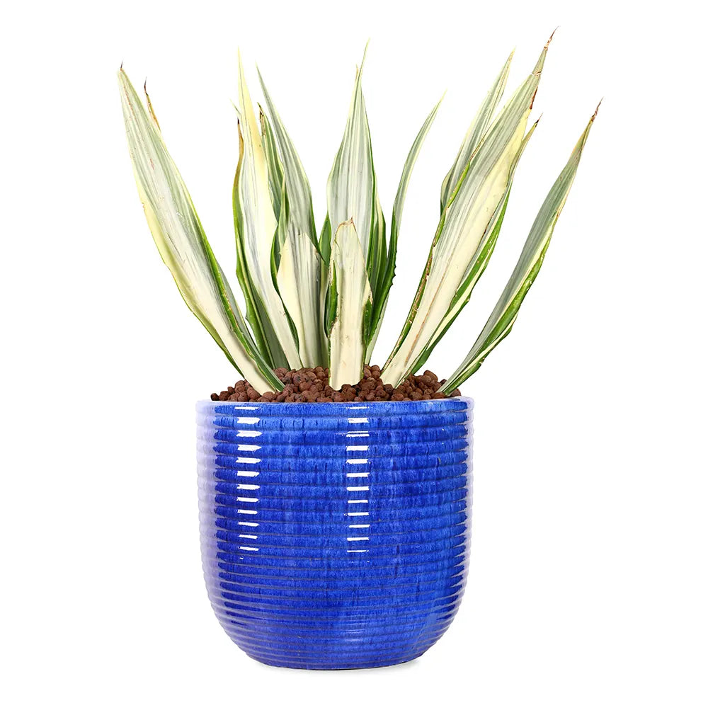 FURCRAEA FOETIDA MEDIOPICTA IN BLUE PLANTER