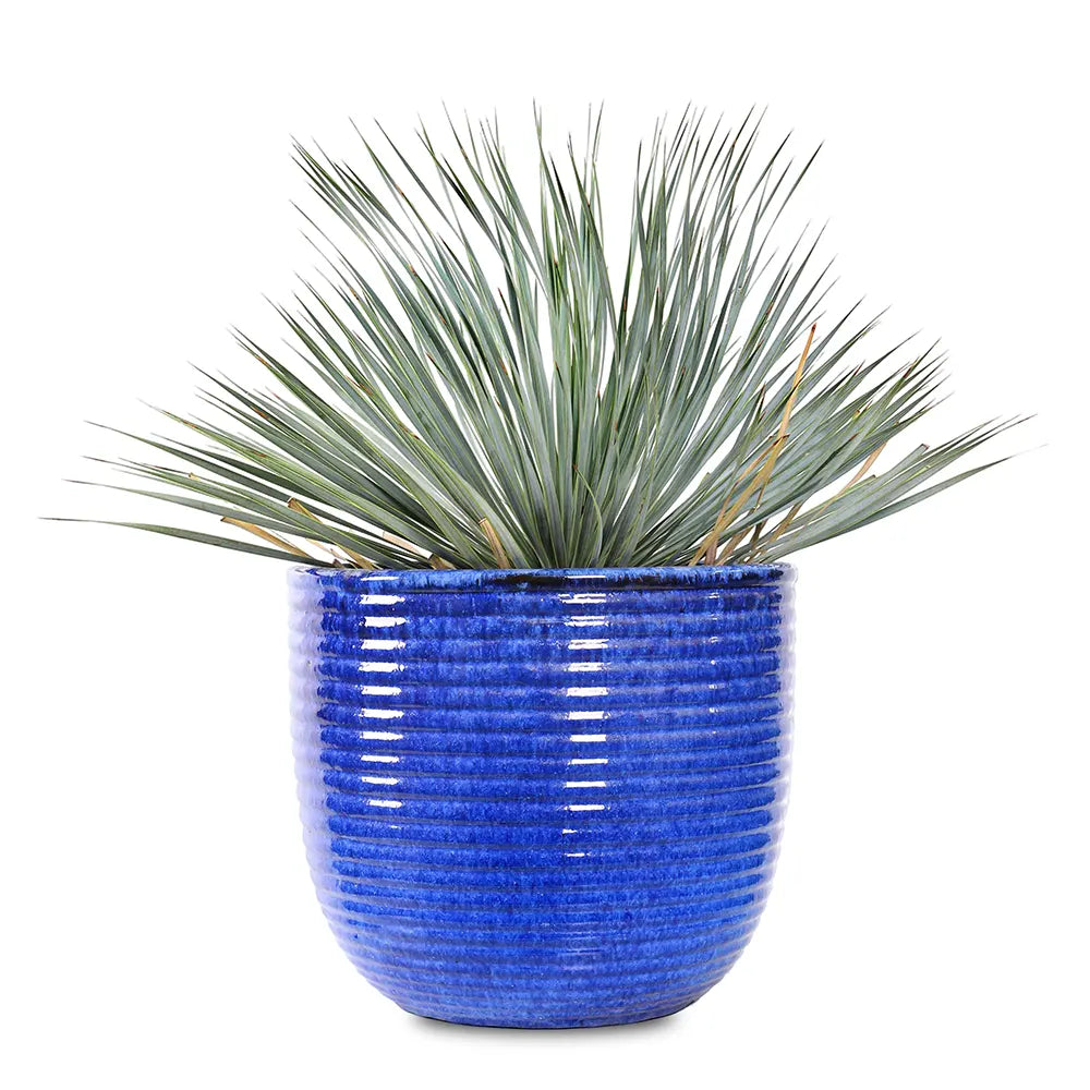 YUCCA ROSTRATA IN BLUE PLANTER