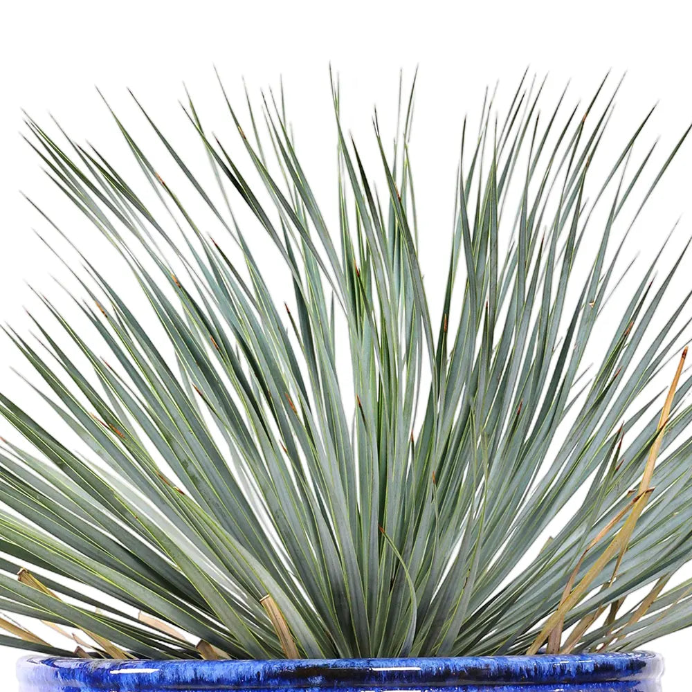 YUCCA ROSTRATA IN BLUE PLANTER