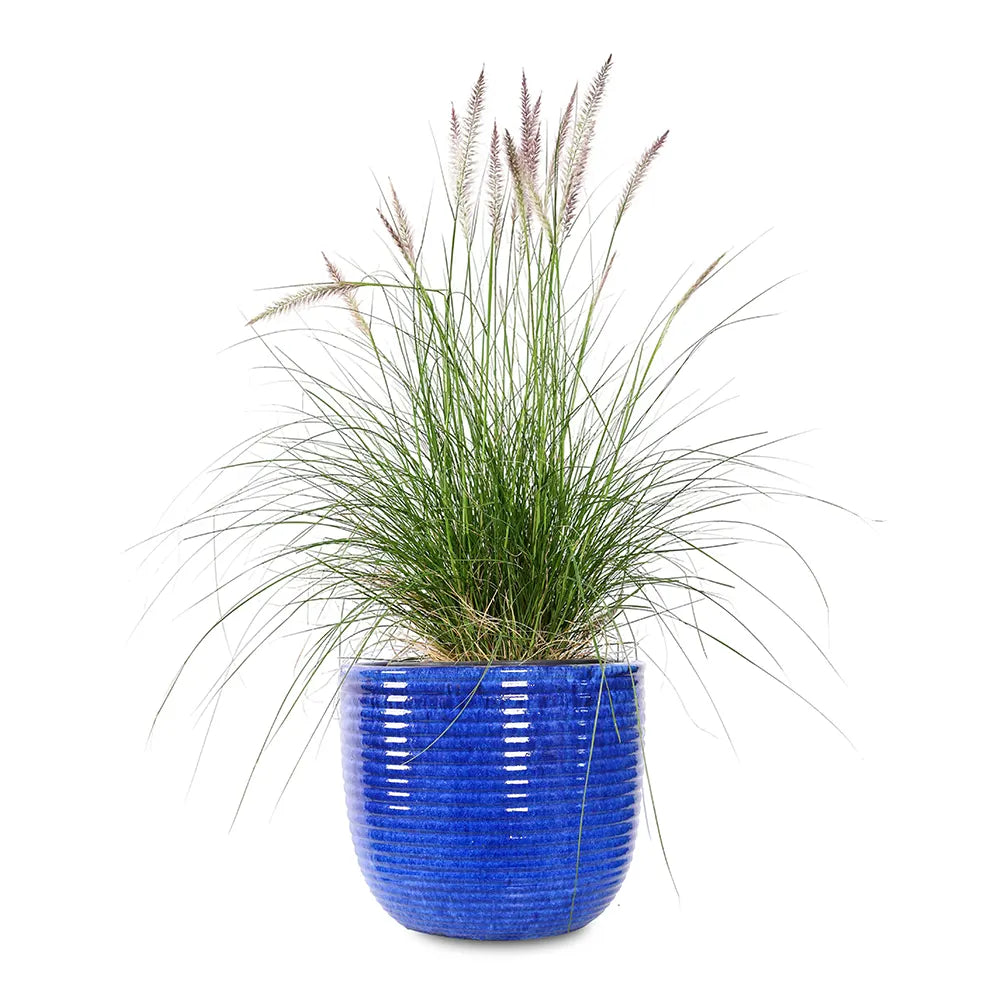 PENNISETUM IN BLUE PLANTER