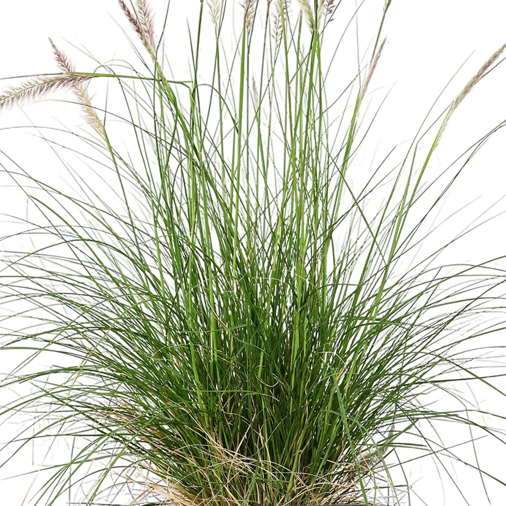 PENNISETUM IN BLUE PLANTER