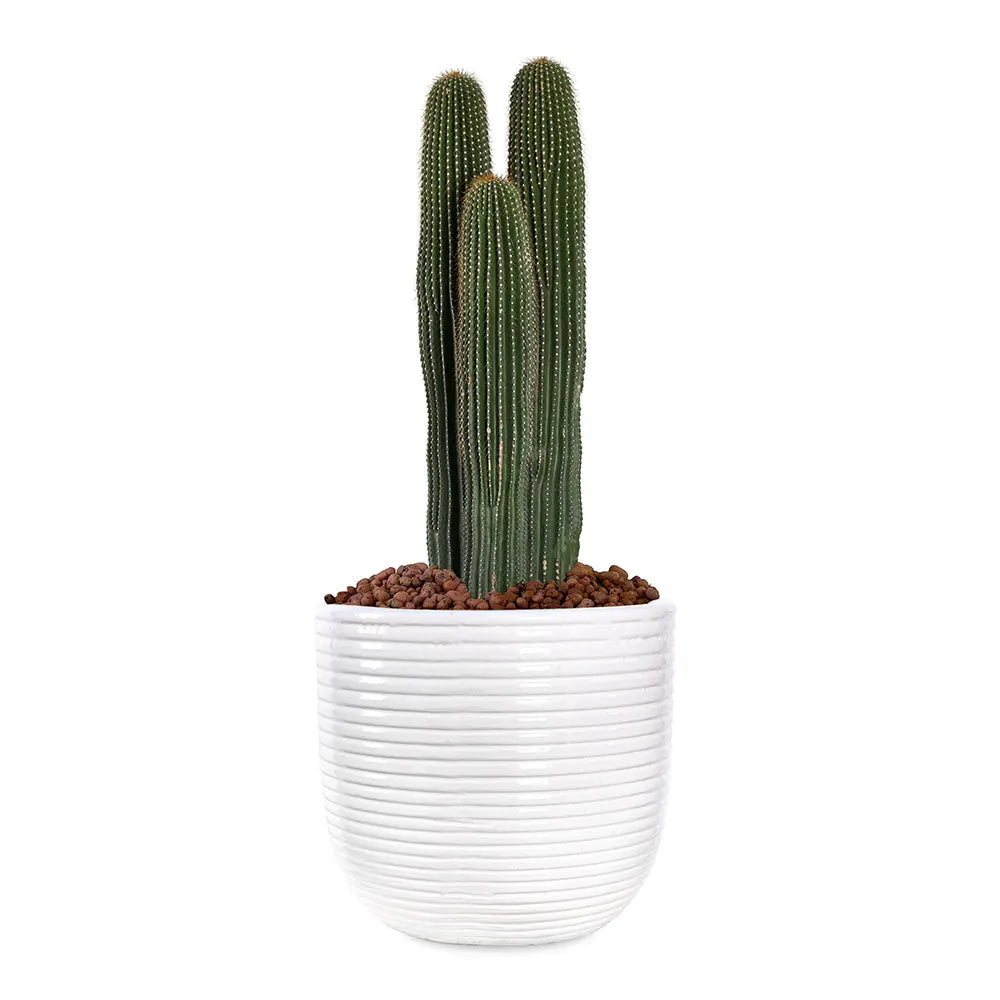 NEOBUXBAUMIA POLYLOPHA IN WHITE PLANTER