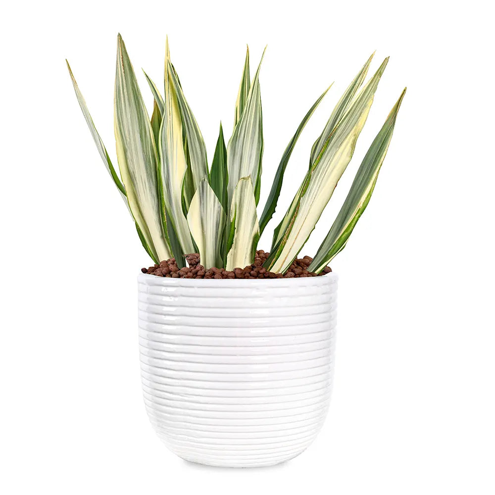FURCRAEA FOETIDA MEDIOPICTA IN WHITE PLANTER