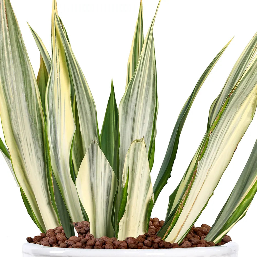 FURCRAEA FOETIDA MEDIOPICTA IN WHITE PLANTER