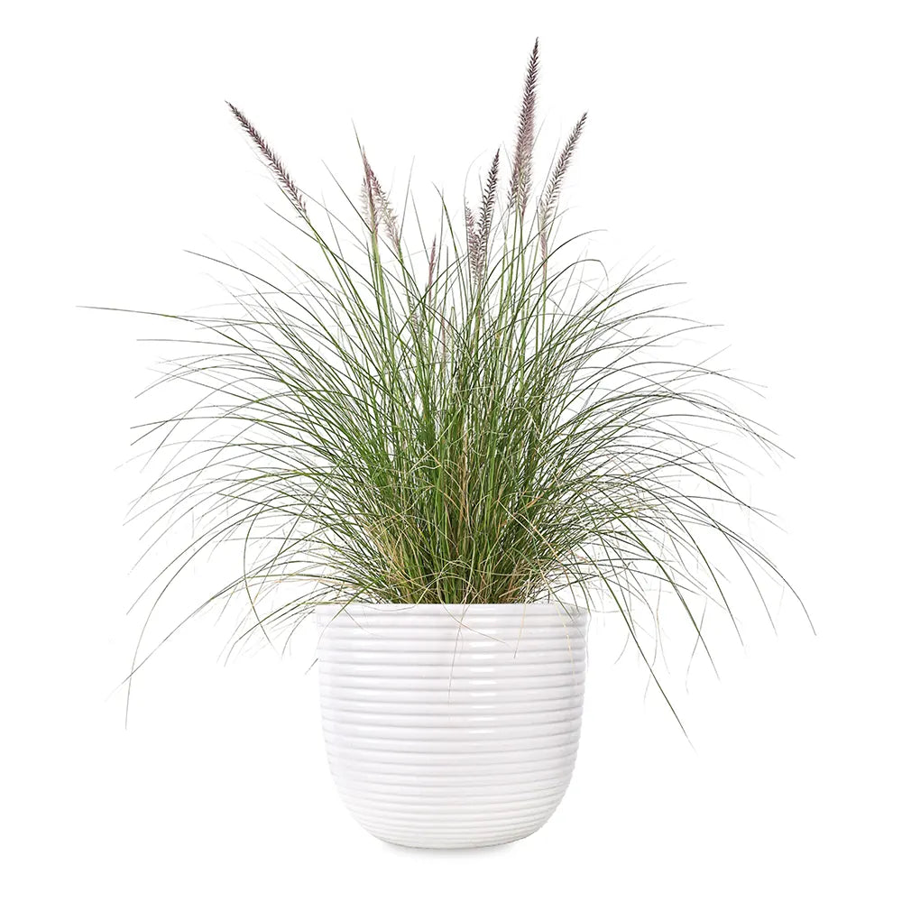 PENNISETUM IN WHITE PLANTER