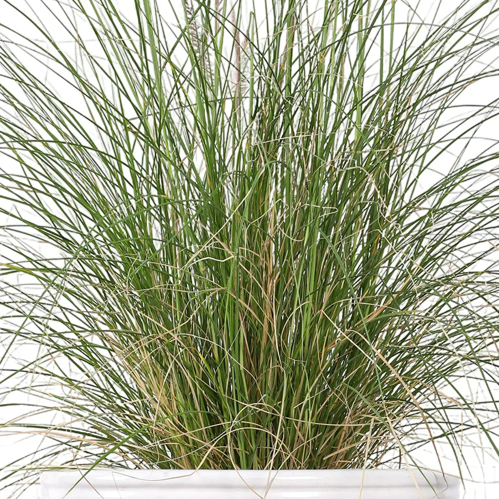 PENNISETUM IN WHITE PLANTER