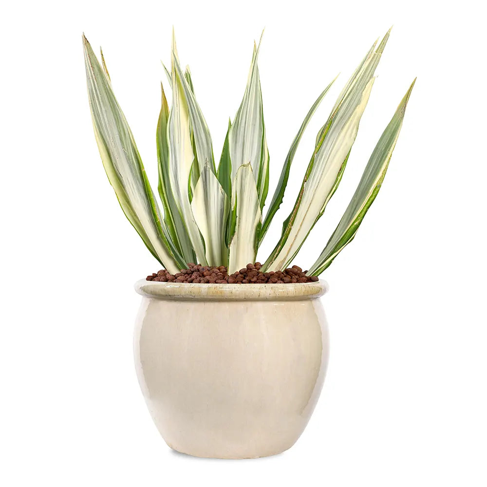 FURCRAEA FOETIDA MEDIOPICTA IN BEIGE PLANTER