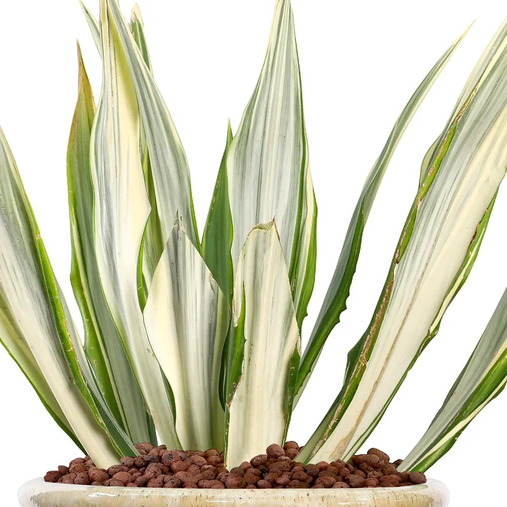 FURCRAEA FOETIDA MEDIOPICTA IN BEIGE PLANTER