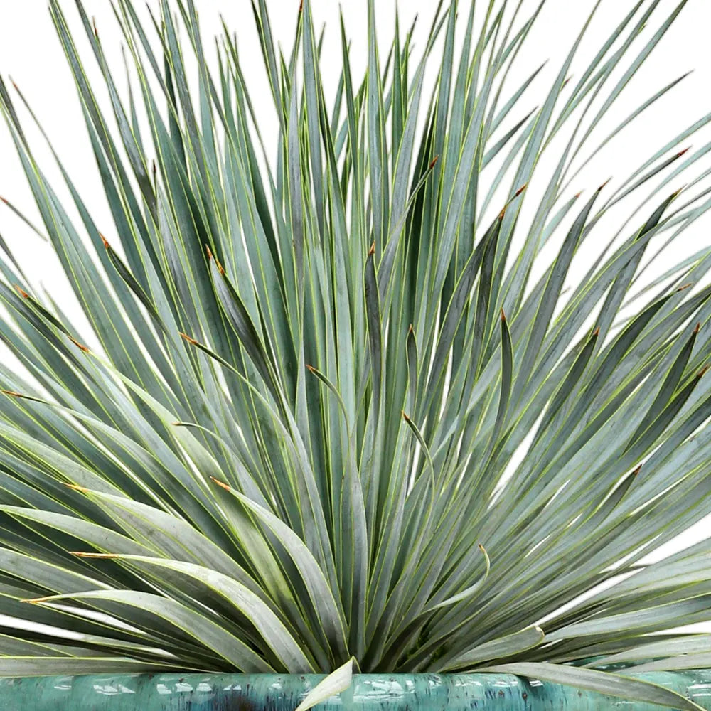 YUCCA ROSTRATA IN GREEN CERAMIC POT