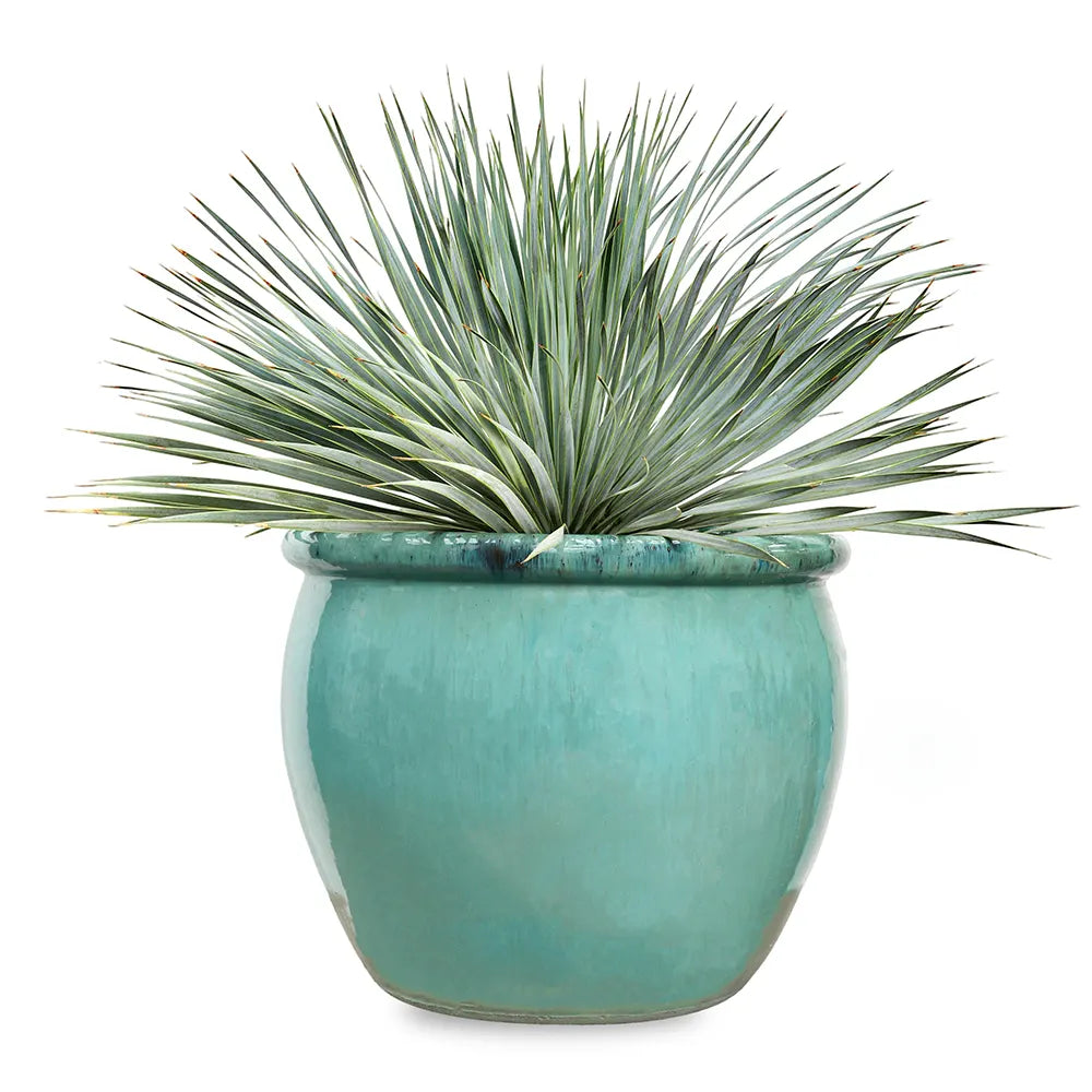 YUCCA ROSTRATA IN GREEN CERAMIC POT
