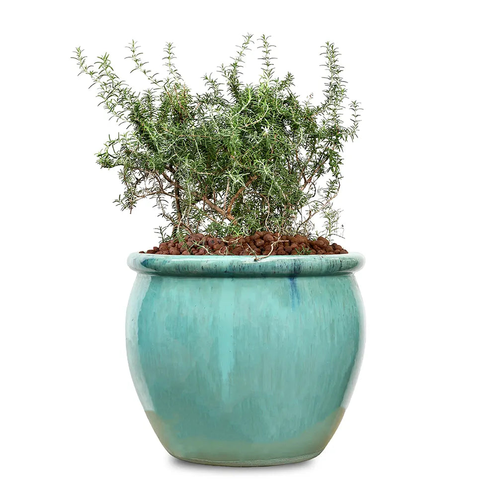 ROSEMARINUS IN GREEN CERAMIC POT