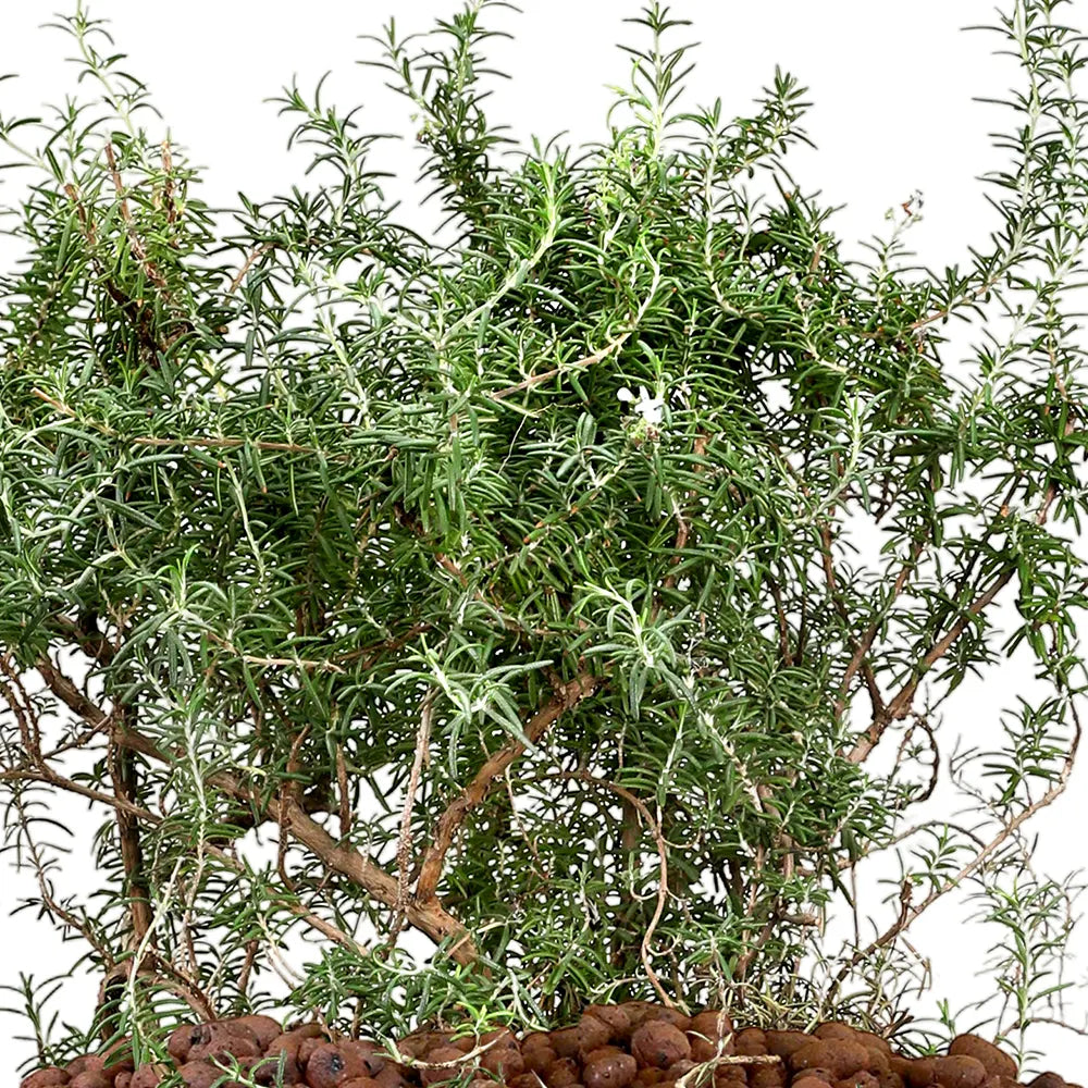 ROSEMARINUS IN GREEN CERAMIC POT