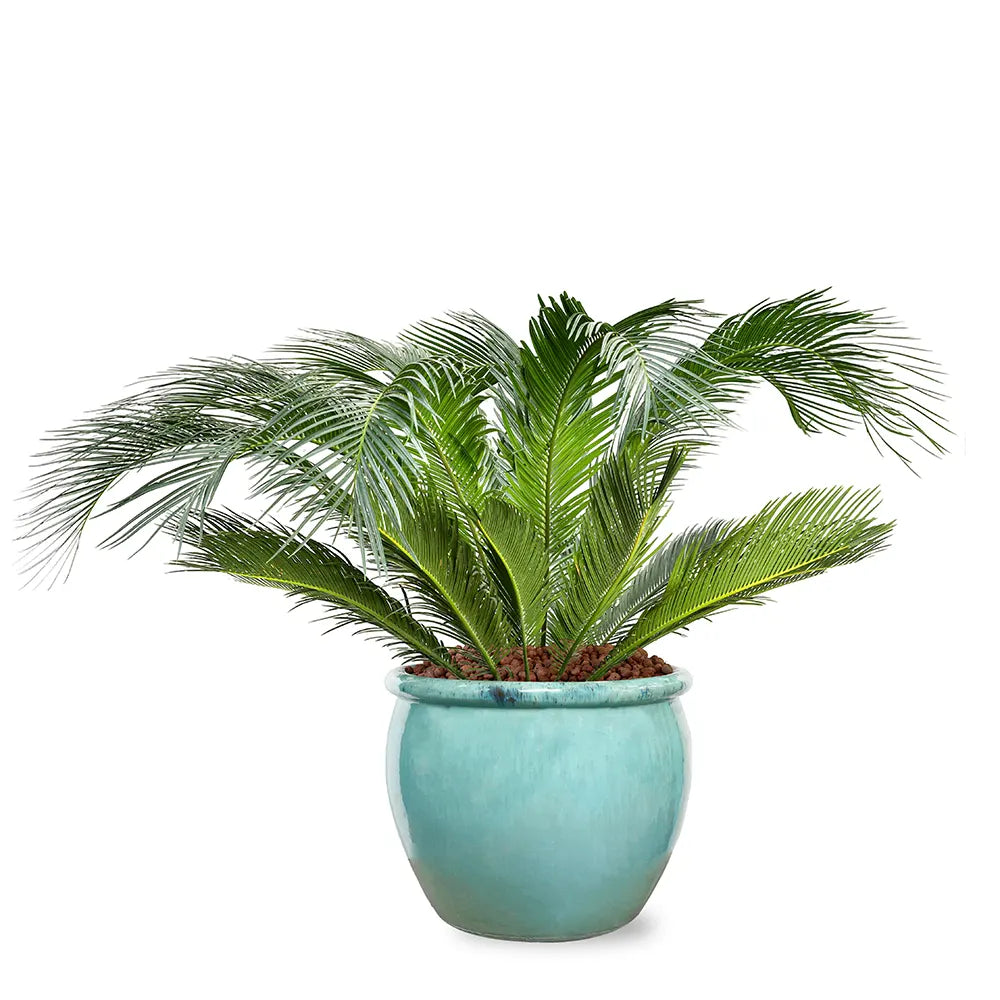 CYCAS REVOLUTA IN GREEN CERAMIC POT