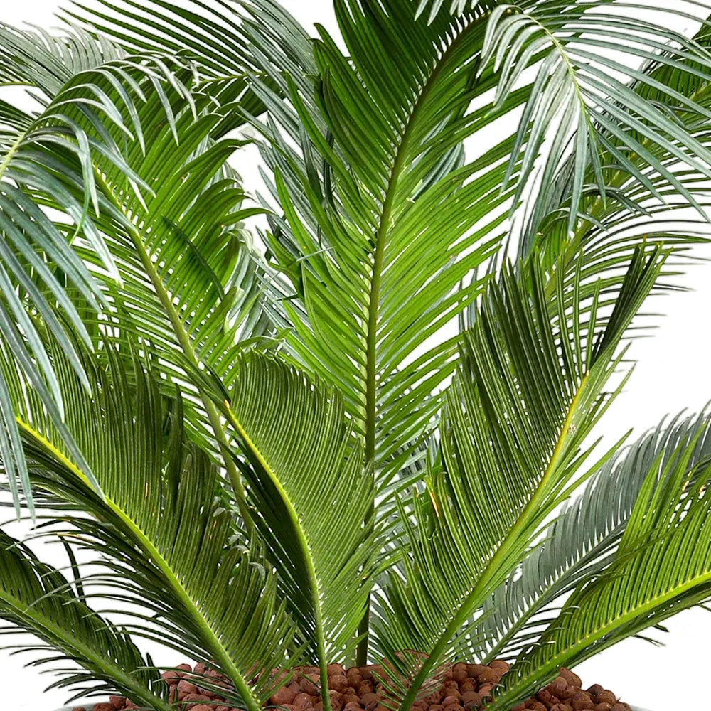 CYCAS REVOLUTA IN GREEN CERAMIC POT