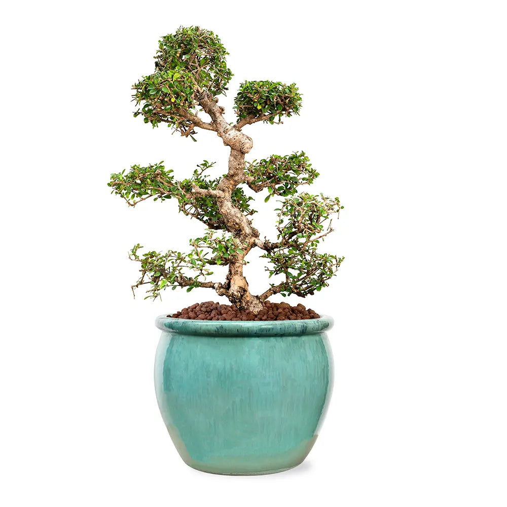 CARMONA MICROPHYLA BONSAI IN GREEN CERAMIC POT