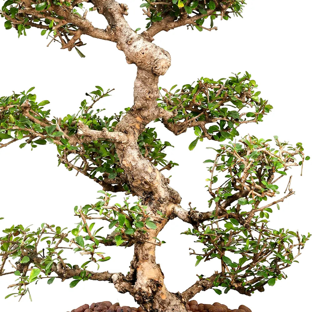 CARMONA MICROPHYLA BONSAI IN GREEN CERAMIC POT